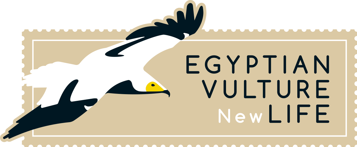 Egyptian Vulture dark