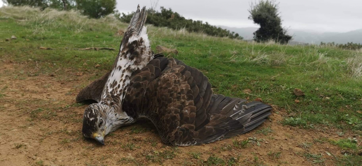 Poisoned Bonelli’s eagle in Cyprus