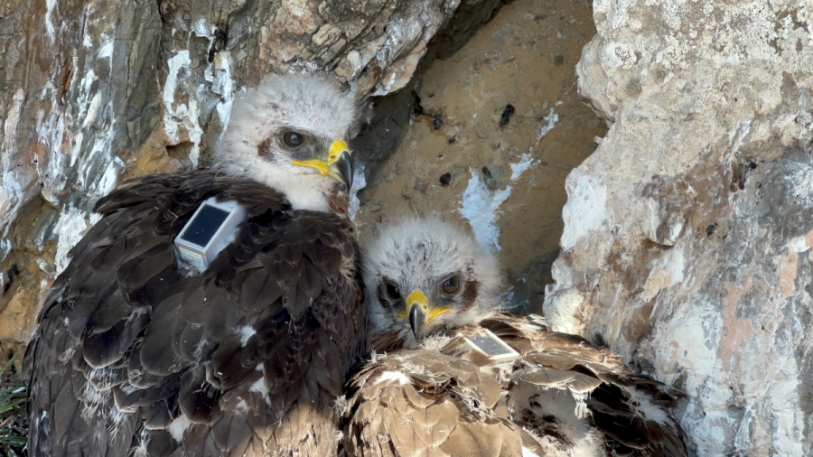 Bonelli&rsquo;s Eagle - Golden Eagle: results of a breeding year