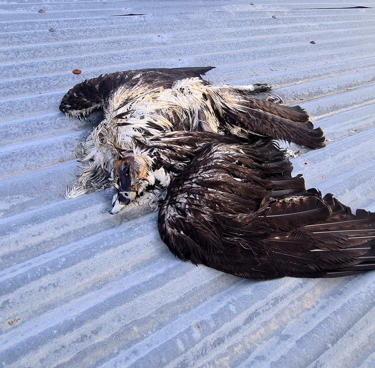 Dead Bonelli’s Eagles from poisoning and shooting in Limassol: the culprit in justice