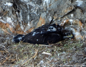 &Gamma;&iota;&alpha; ά&lambda;&lambda;&eta; &mu;&iota;&alpha; &chi;&rho;&omicron;&nu;&iota;ά, &mu;&epsilon; &tau;&iota;&sigmaf; "&Beta;&iota;&tau;&sigma;ί&lambda;&epsilon;&sigmaf;" &sigma;&tau;&eta; &Sigma;&eta;&tau;&epsilon;ί&alpha;