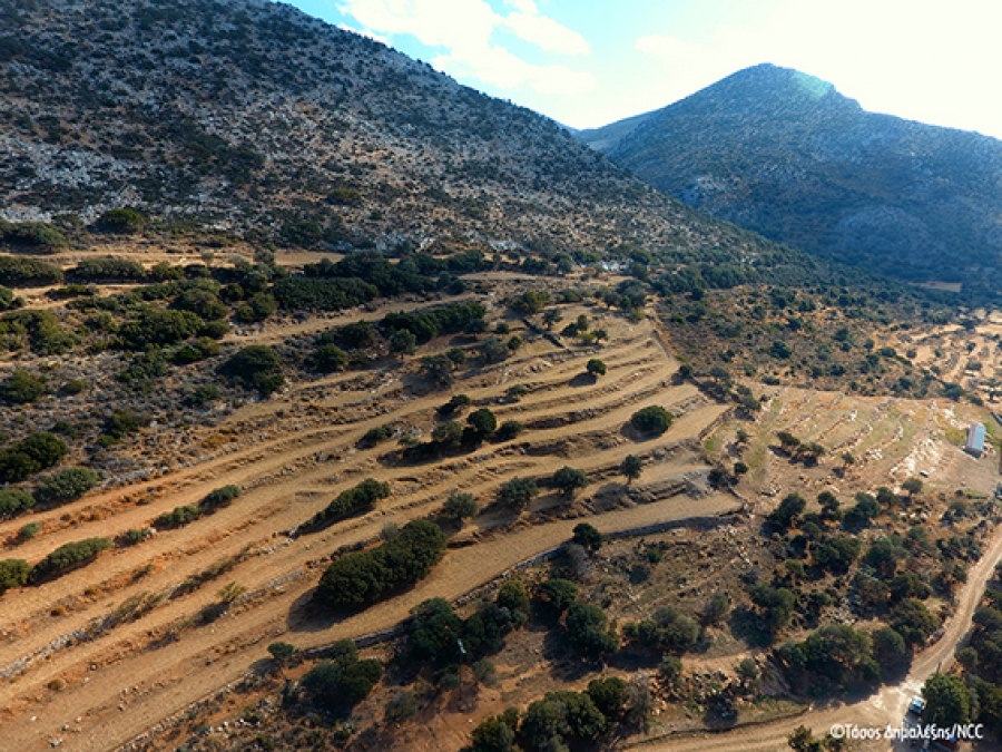 Sowing in benefit of the Bonelli&#039;s Eagle and the local biodiversity in Naxos island
