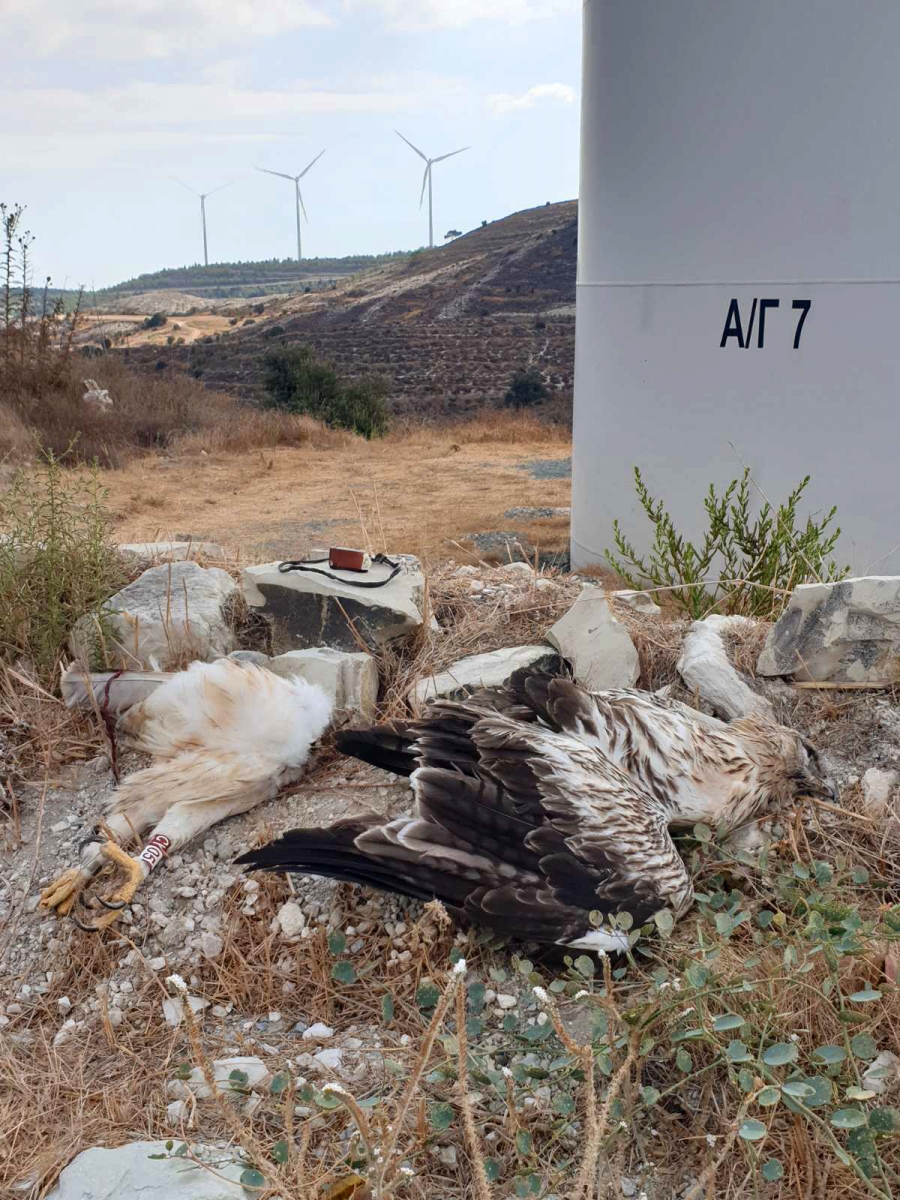 Νεκρός Σπιζαετός από πρόσκρουση σε ανεμογεννήτρια στην Κύπρο