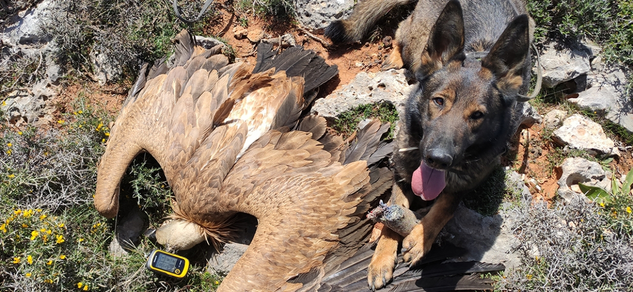 Three threatened with extinction vultures victims of poisoning in Crete