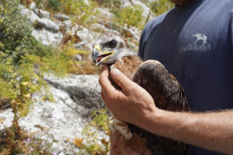 A Bonelli’s Eagle travels: from Peloponnese, Greece to Zadar, Croatia and back