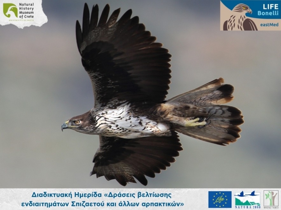 &Delta;&iota;&alpha;&delta;&iota;&kappa;&tau;&upsilon;&alpha;&kappa;ή &Eta;&mu;&epsilon;&rho;ί&delta;&alpha; "&Delta;&rho;ά&sigma;&epsilon;&iota;&sigmaf; &beta;&epsilon;&lambda;&tau;ί&omega;&sigma;&eta;&sigmaf; &epsilon;&nu;&delta;&iota;&alpha;&iota;&tau;&eta;&mu;ά&tau;&omega;&nu; &Sigma;&pi;&iota;&zeta;&alpha;&epsilon;&tau;&omicron;ύ &kappa;&alpha;&iota; ά&lambda;&lambda;&omega;&nu; &alpha;&rho;&pi;&alpha;&kappa;&tau;&iota;&kappa;ώ&nu;"