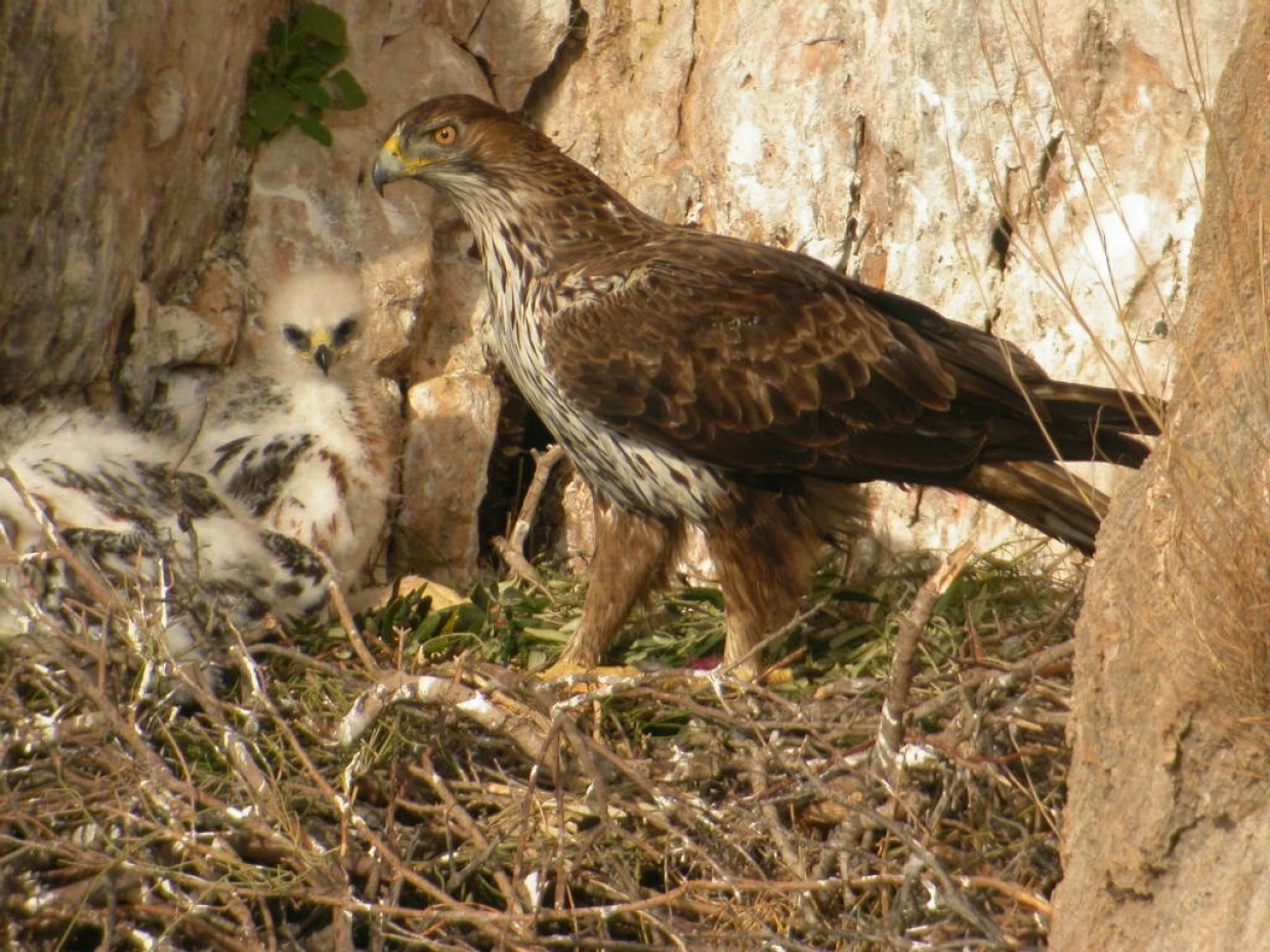 The first Bonelli&#039;s Eagle hatchling of the year found in Tilos