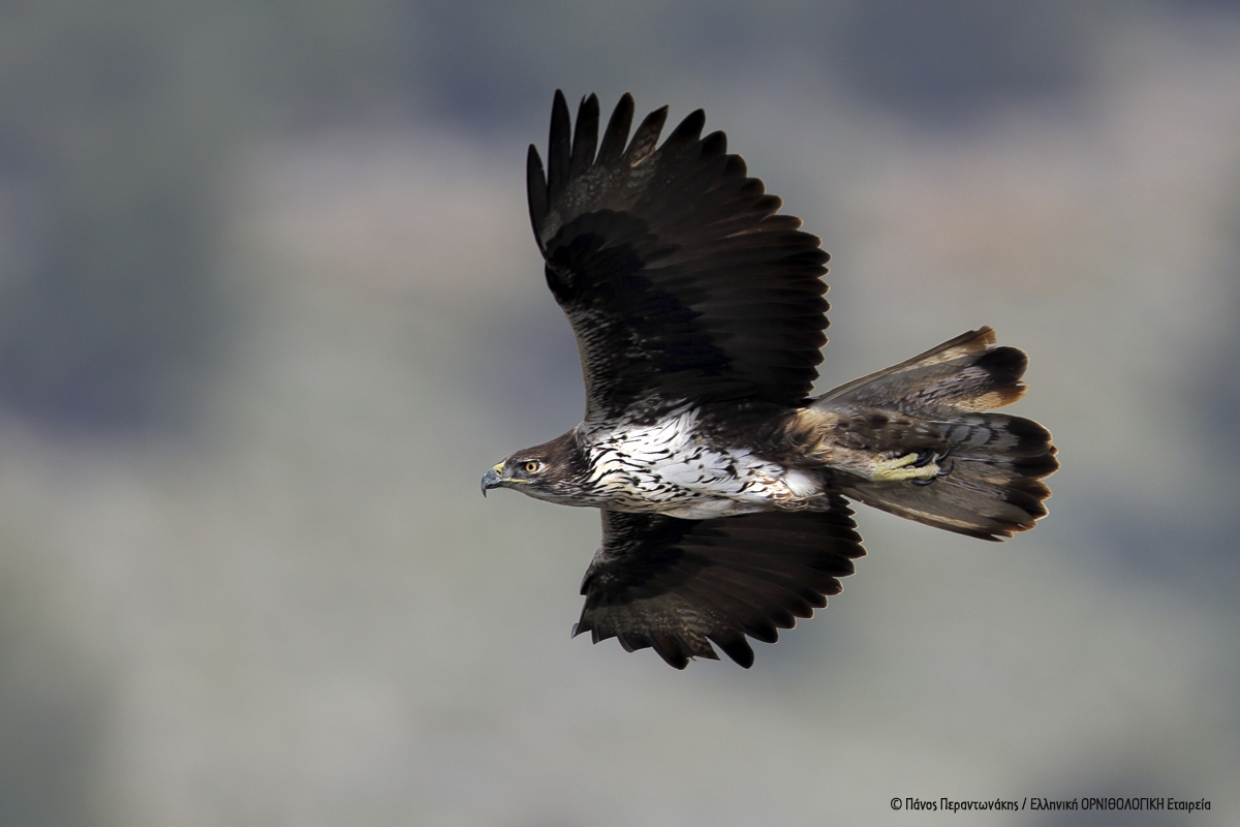 Actions for the conservation of the Bonelli&rsquo;s Eagle in South Evia
