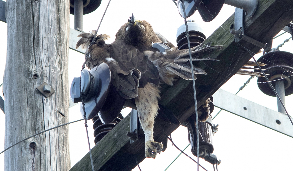 Eagles fly free… but die on the power lines