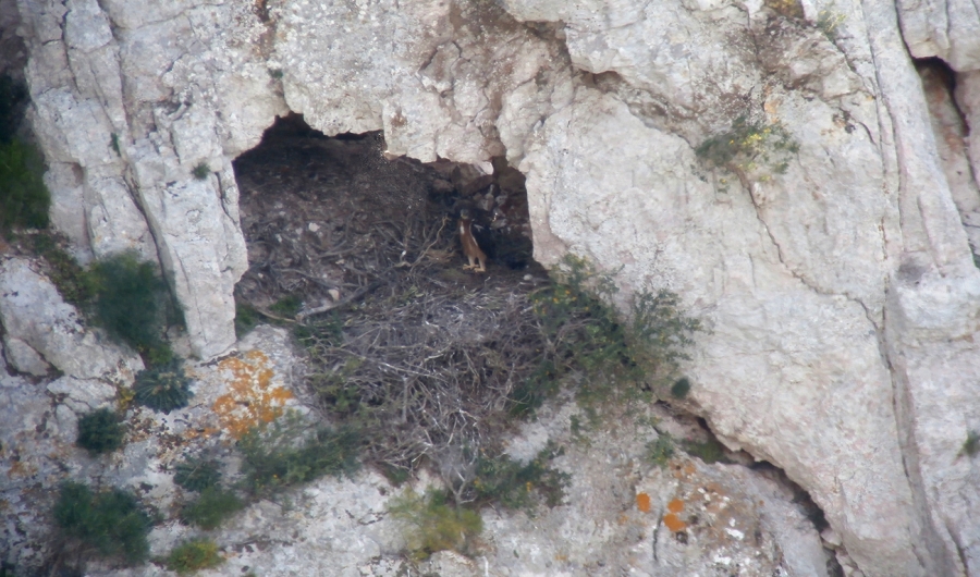 The first Bonelli’s eagles’ chicks for 2020 are almost ready to fly!
