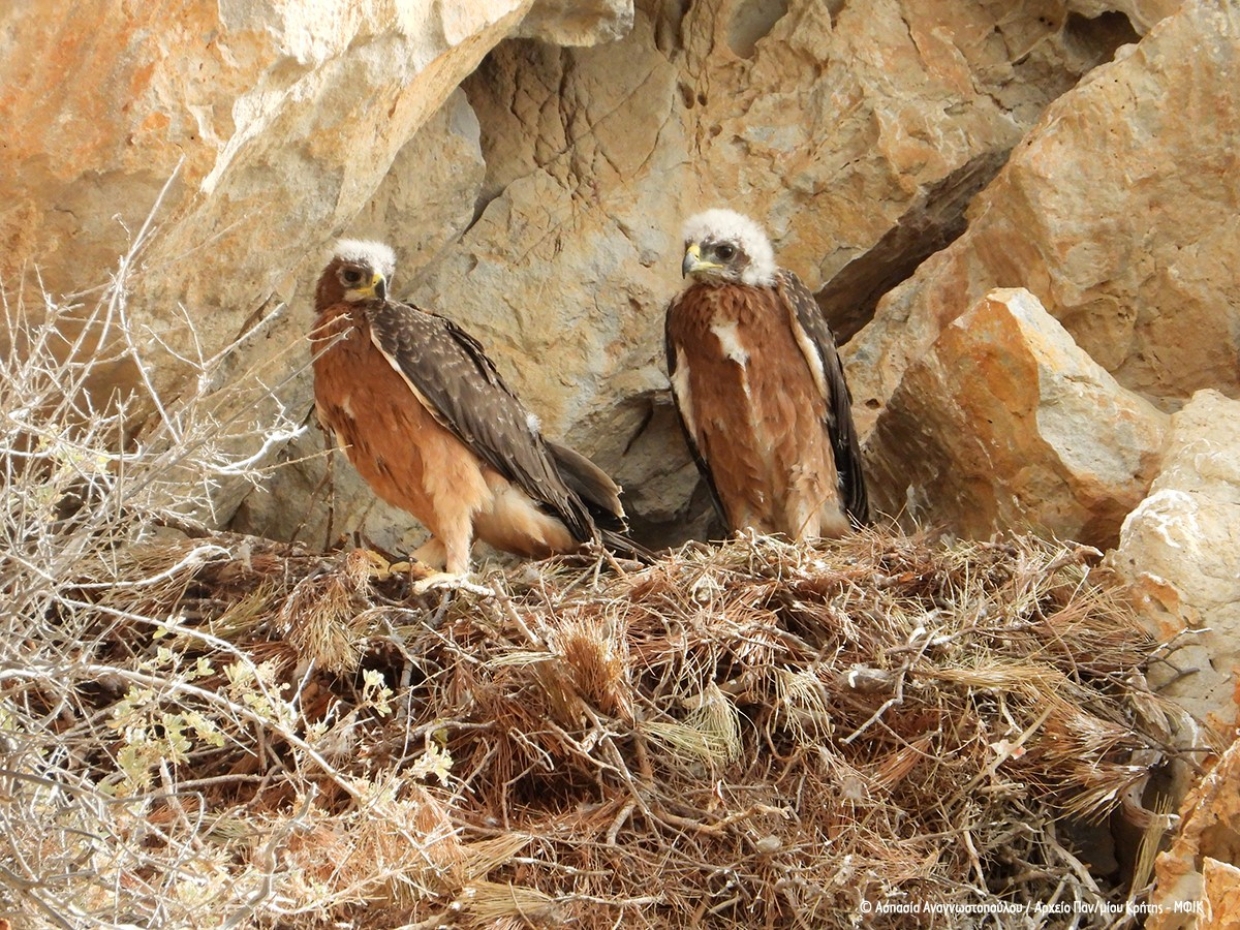 &Eta; &Omicron;&mu;ά&delta;&alpha; &tau;&omicron;&upsilon; LIFE Bonelli eastMed &kappa;&alpha;&iota; &phi;έ&tau;&omicron;&sigmaf; &sigma;&tau;&eta;&nu; &Kappa;ά&rho;&pi;&alpha;&theta;&omicron;
