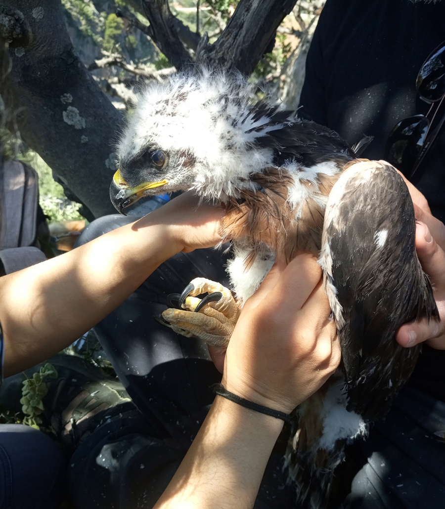 Young Bonelli’s Eagles waiting for their ringing